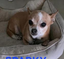 Lost Male Dog last seen Cesar Chavez elementary school, San Luis, AZ 85336