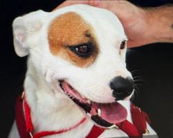 Lost Male Dog last seen Cedar Street and Post Oak Road, Richwood, TX 77531