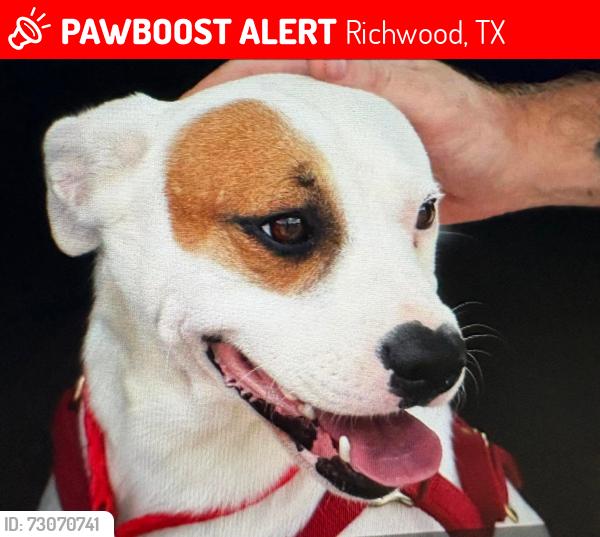 Lost Male Dog last seen Cedar Street and Post Oak Road, Richwood, TX 77531