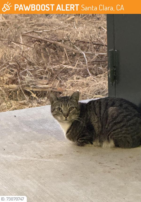 Found/Stray Unknown Cat last seen Champions way, Santa Clara, CA 95050