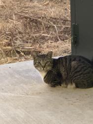 Found/Stray Unknown Cat last seen Champions way, Santa Clara, CA 95050