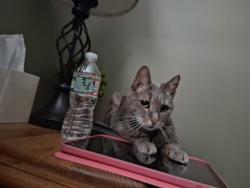 Lost Male Cat last seen Blue bell coles mill rd, Monroe, NJ 08094