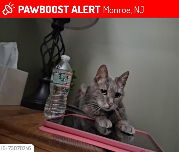 Lost Male Cat last seen Blue bell coles mill rd, Monroe, NJ 08094