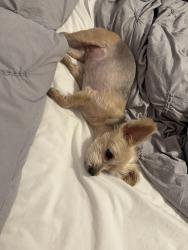 Reunited Female Dog last seen Chopsey hill rd , Bridgeport, CT 06606