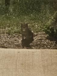 Found/Stray Unknown Cat last seen Wcu, Cullowhee, NC 28723