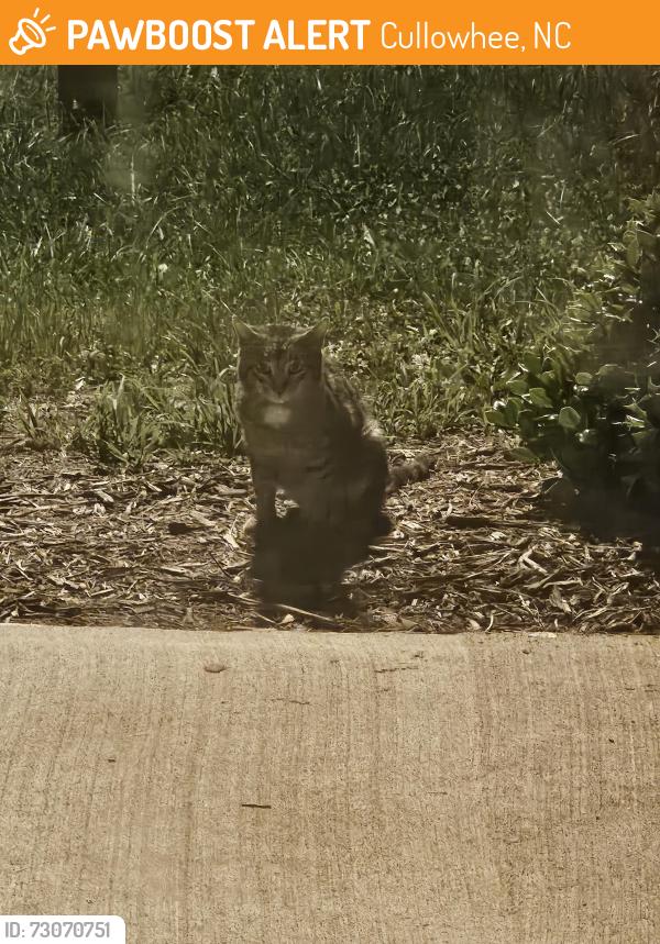 Found/Stray Unknown Cat last seen Wcu, Cullowhee, NC 28723