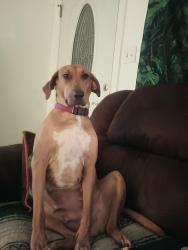 Reunited Female Dog last seen Poinciana ct. Cul-de-sac , Melbourne, FL 32935