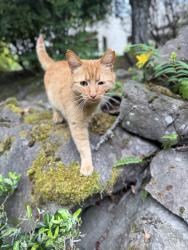 Found/Stray Unknown Cat last seen Near East Mercer Way, Mercer Island, WA 98040