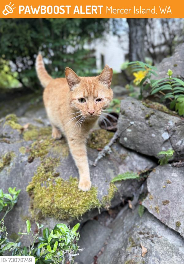 Found/Stray Unknown Cat last seen Near East Mercer Way, Mercer Island, WA 98040