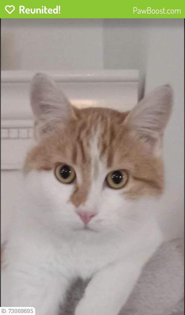 Reunited Female Cat last seen Across the street, Spokane Valley, WA 99216