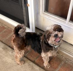 Found/Stray Female Dog last seen Pacific coast hwy & Alameda, Malibu, CA 91302