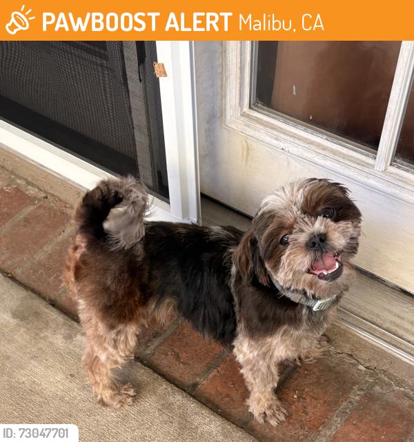 Found/Stray Female Dog last seen Pacific coast hwy & Alameda, Malibu, CA 91302