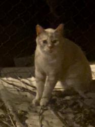 Found/Stray Unknown Cat last seen Augusta Blvd. and Campbell, Chicago, IL 60651