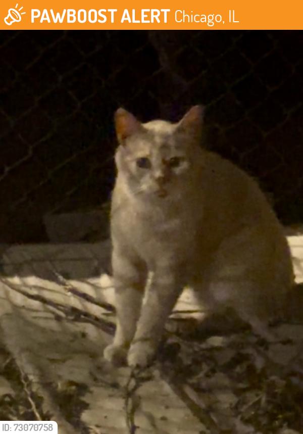 Found/Stray Unknown Cat last seen Augusta Blvd. and Campbell, Chicago, IL 60651