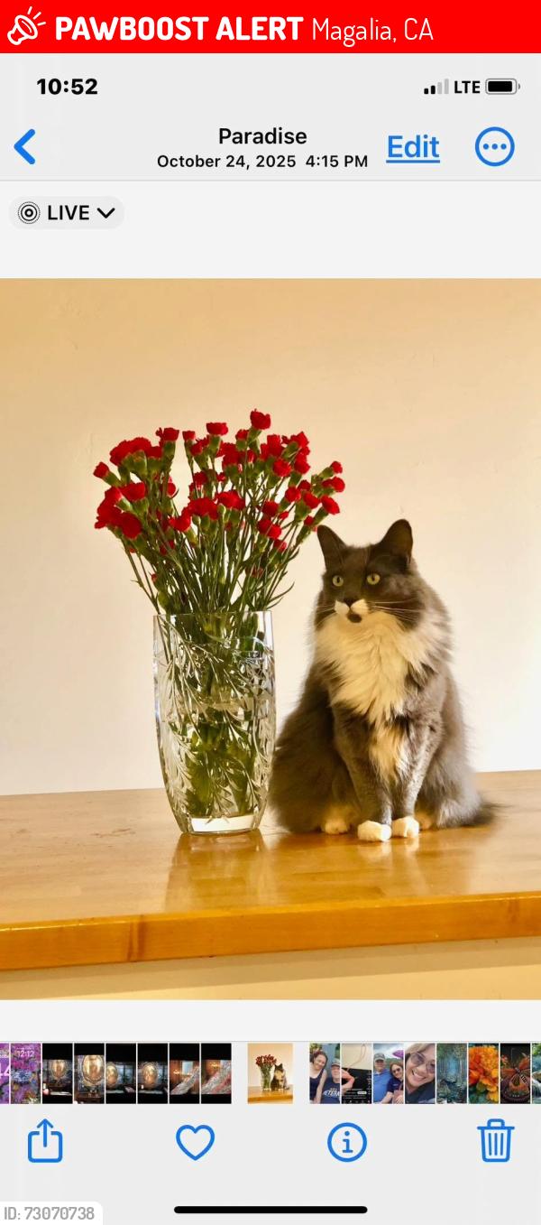 Lost Female Cat last seen SKYWAY - where ‘flume’ crosses under the road. Above Hupp Coutolenc Rd. Dirt road., Magalia, CA 95954