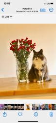 Lost Female Cat last seen SKYWAY - where ‘flume’ crosses under the road. Above Hupp Coutolenc Rd. Dirt road., Magalia, CA 95954