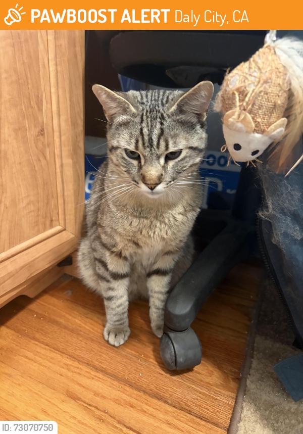 Found/Stray Male Cat last seen Northridge Dr. Skyline, Daly City , Daly City, CA 94015