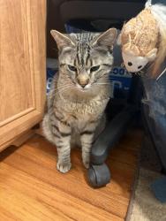 Found/Stray Male Cat last seen Northridge Dr. Skyline, Daly City , Daly City, CA 94015