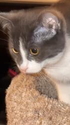 Reunited Female Cat last seen Westland, Westland, MI 48186