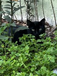 Lost Male Cat last seen Keeport Dr., Spring Hill, FL 34609