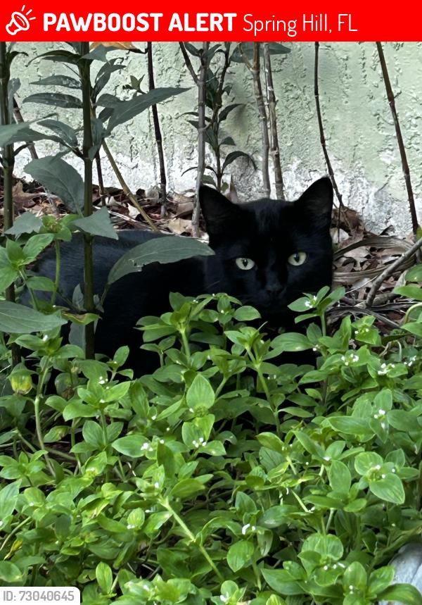 Lost Male Cat last seen Keeport Dr., Spring Hill, FL 34609