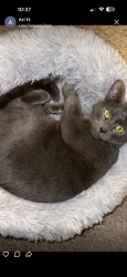 Lost Male Cat last seen Near 45th st ne, Auburn, WA 98002