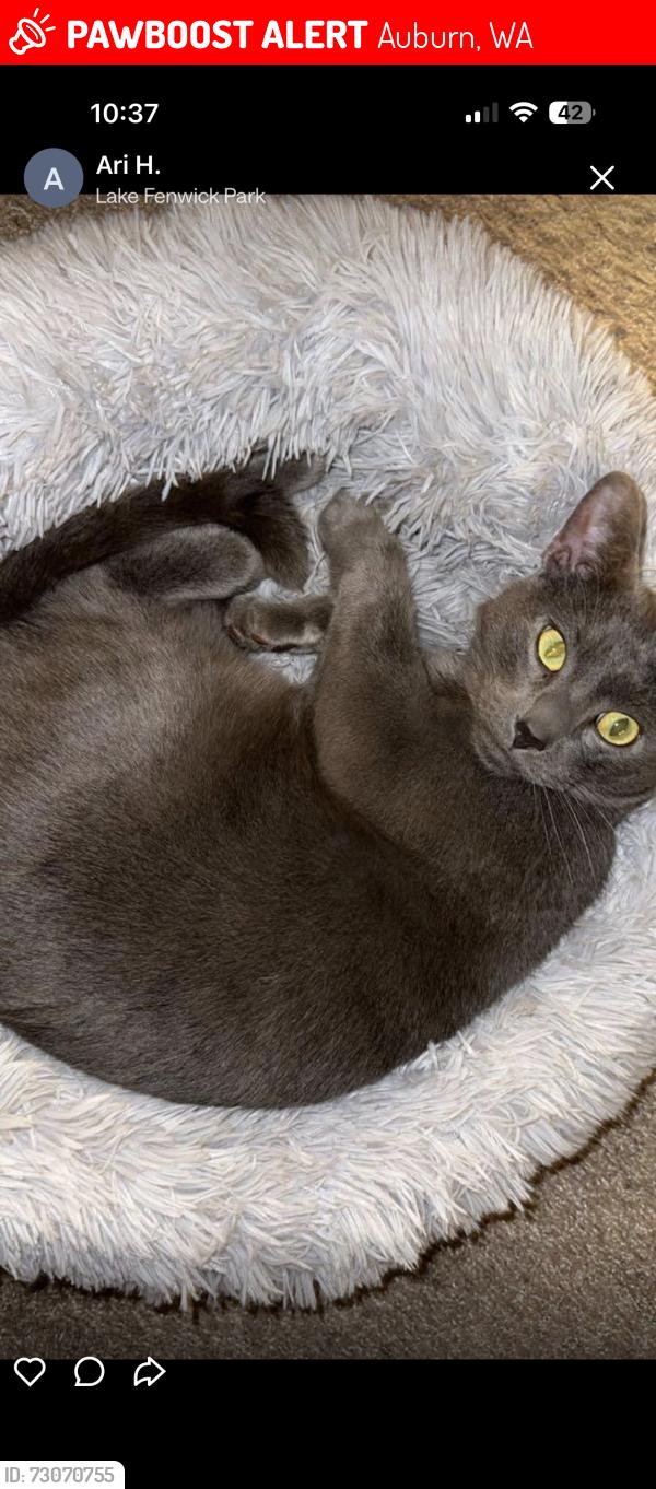 Lost Male Cat last seen Near 45th st ne, Auburn, WA 98002