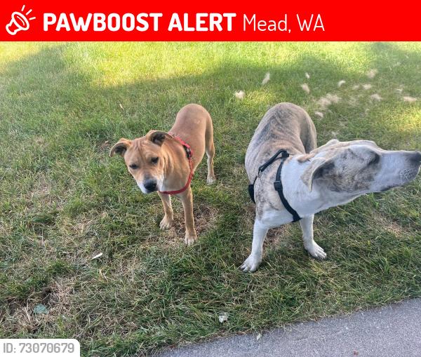 Lost Male Dog last seen Main and peone by chucks RV, Mead, WA 99021