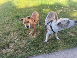 Lost Male Dog last seen Main and peone by chucks RV, Mead, WA 99021