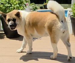 Reunited Female Dog last seen Gladiola Lane near woods, Lumberton Township, NJ 08048