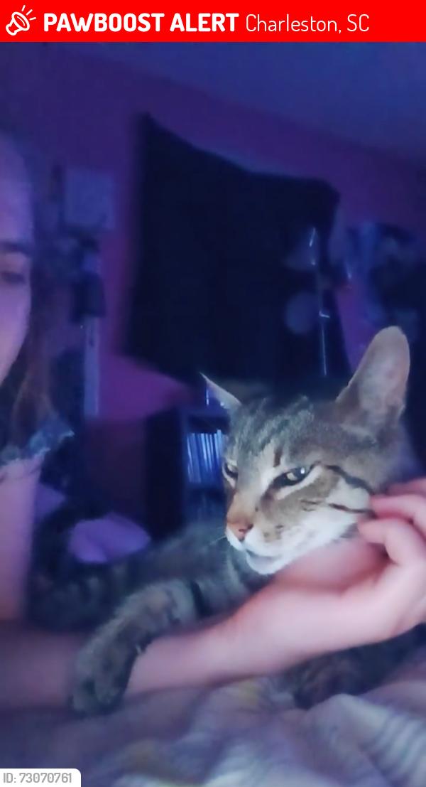 Lost Male Cat last seen Dollar tree next to PetSmart, Charleston, SC 29412
