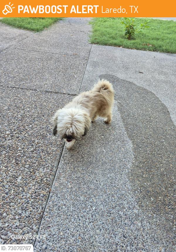 Found/Stray Male Dog last seen Lakeside, Laredo, TX 78041