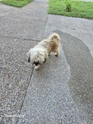 Found/Stray Male Dog last seen Lakeside, Laredo, TX 78041