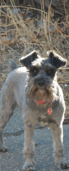 Lost Male Dog last seen S Quitman & bayaud St Denver CO 80219, Denver, CO 80219