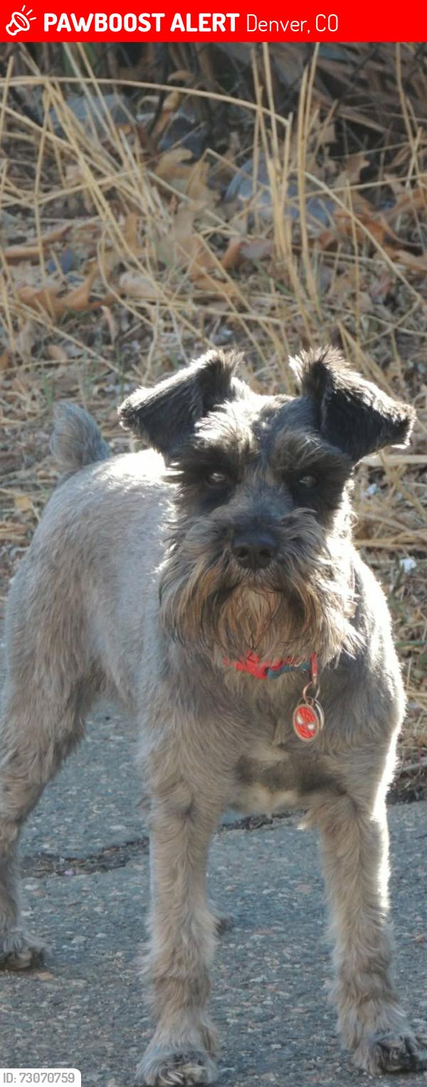 Lost Male Dog last seen S Quitman & bayaud St Denver CO 80219, Denver, CO 80219