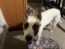 Reunited Male Dog last seen Roaming around Williams Middle School, Tracy, CA 95376