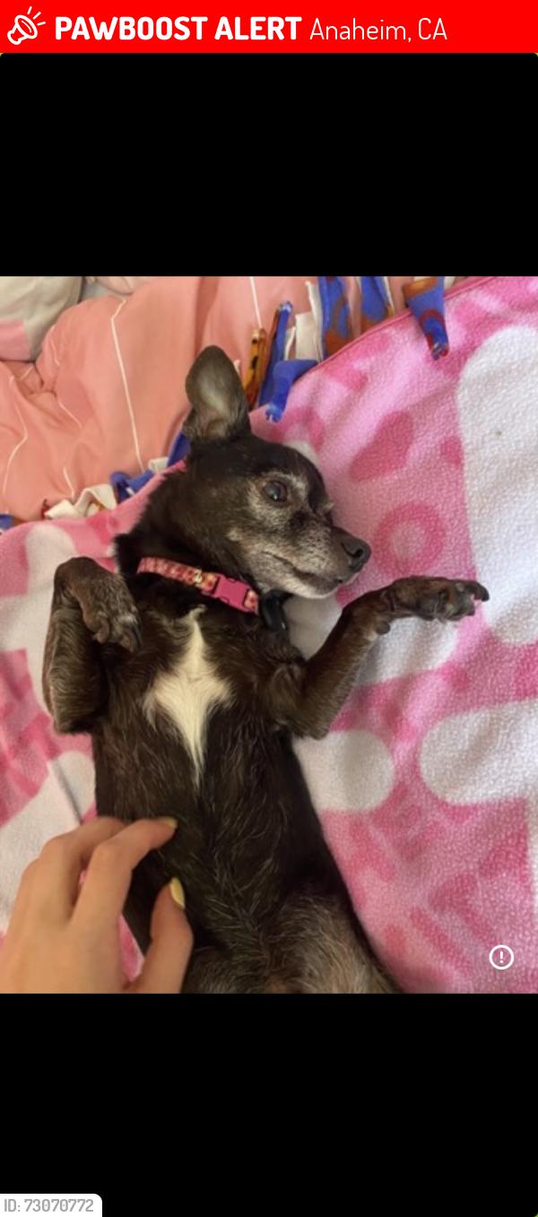 Lost Male Dog last seen E Rainview Ct & The Highlands, Anaheim, CA 92808