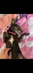 Lost Male Dog last seen E Rainview Ct & The Highlands, Anaheim, CA 92808