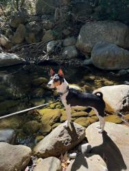 Reunited Female Dog last seen Hawks Peak Road and Quail Run Road, Aptos, CA 95003