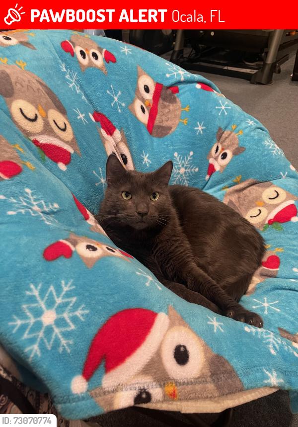 Lost Male Cat last seen By Paddock Mall, Ocala, FL 34474