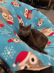 Lost Male Cat last seen By Paddock Mall, Ocala, FL 34474