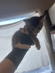 Shelter Stray Female Cat last seen Near E Onyx Lane, White City Township, UT, 84094, 511 W 3900 S, Salt Lake City, UT 84123, USA