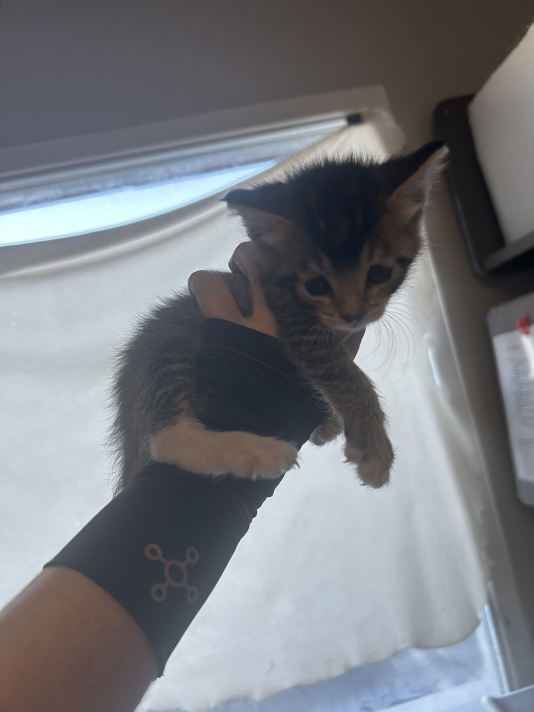 Shelter Stray Female Cat last seen Near E Onyx Lane, White City Township, UT, 84094, 511 W 3900 S, Salt Lake City, UT 84123, USA