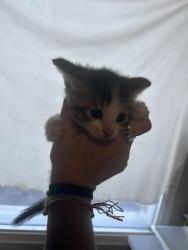 Shelter Stray Male Cat last seen Near E Onyx Lane, White City Township, UT, 84094, 511 W 3900 S, Salt Lake City, UT 84123, USA