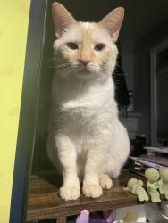 Reunited Male Cat last seen Near Chillingham Crescent, Oakville, ON L6J 6N8, Canada, Oakville, ON L6J 6N8