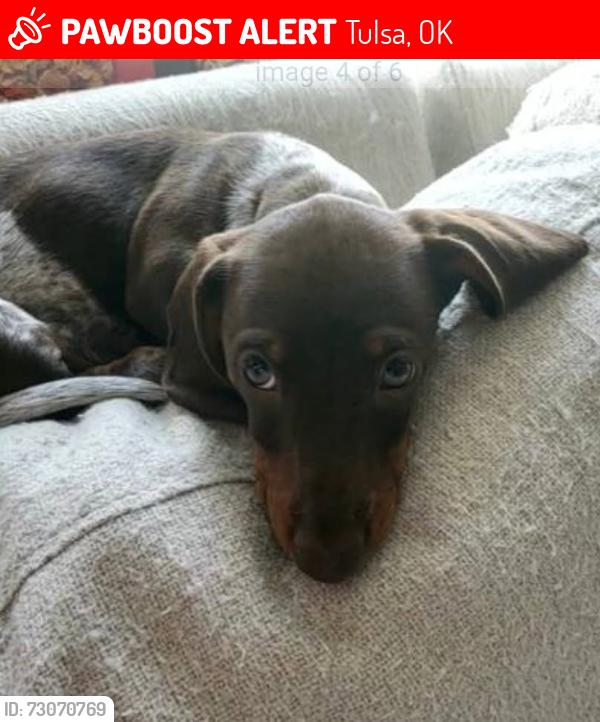 Lost Female Dog last seen 31st and garnett, Tulsa, OK 74129
