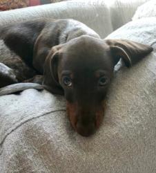Lost Female Dog last seen 31st and garnett, Tulsa, OK 74129