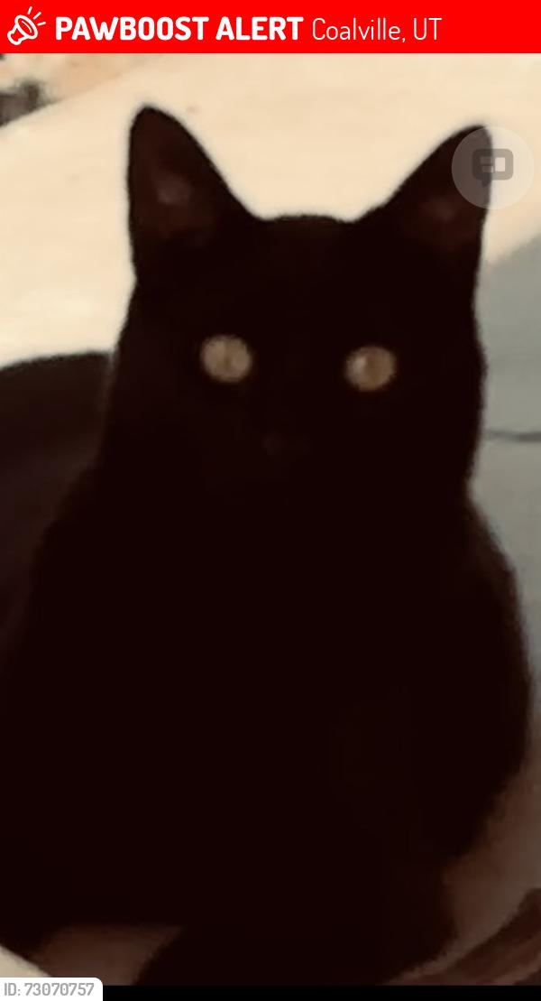 Lost Male Cat last seen Frontage Road, Best Western & RV Park, Coalville, UT, Coalville, UT 84017