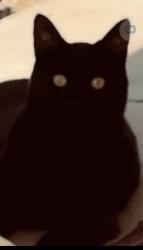 Lost Male Cat last seen Frontage Road, Best Western & RV Park, Coalville, UT, Coalville, UT 84017