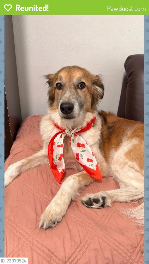 Reunited Female Dog last seen McKinley st, Hollywood, FL 33020